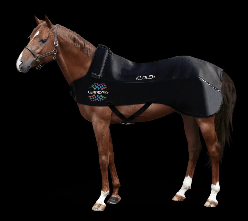 Horse wearing the VET-SET blanket component