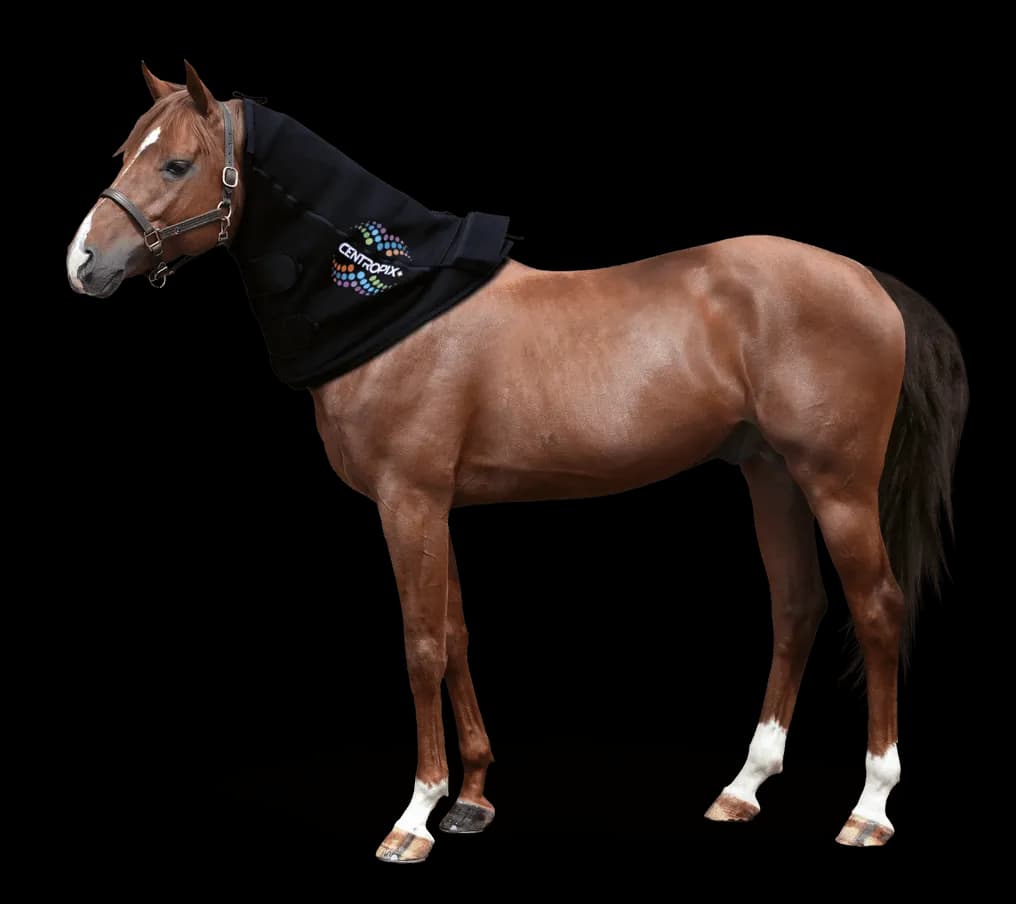 Horse wearing the VET-SET neck component