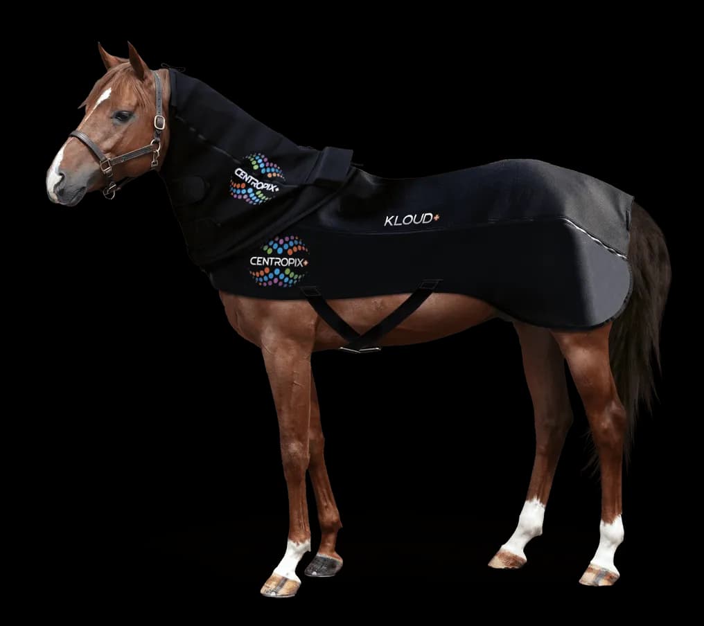 Horse wearing the KLOUD VET-SET blanket and neck section